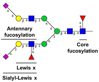 A Matrix-Assisted Laser Desorption/Ionization—Mass Spectrometry Assay for the Relative Quantitation of Antennary Fucosylated N-Glycans in Human Plasma